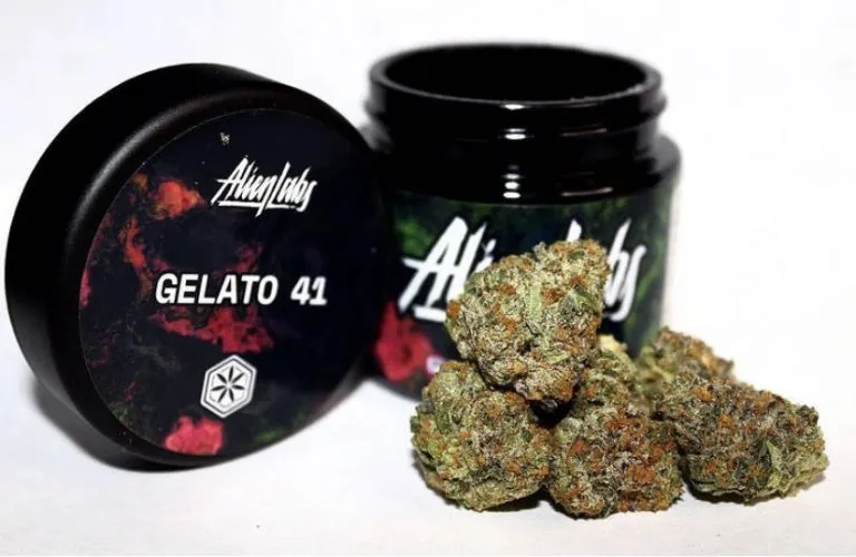 GELATO-41-ALIEN-LABS.webp