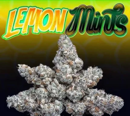 LEMON MINTS STRAIN