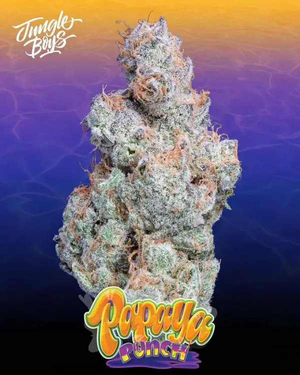 papaya-punch-strain-1.webp