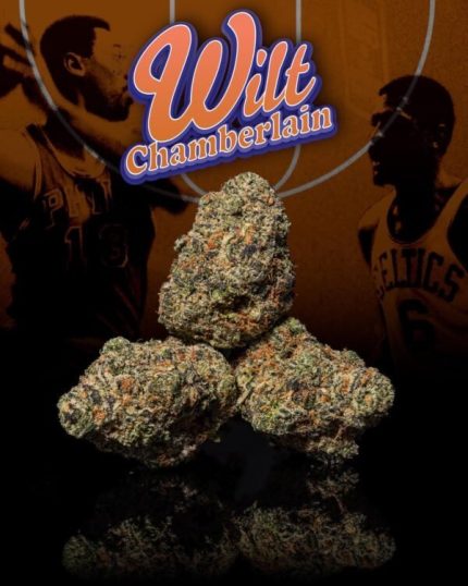 Wilt Chamberlain Strain